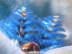 Christmas Tree Worms on Christmas Island ... I can't quit... by James Mcmahon 